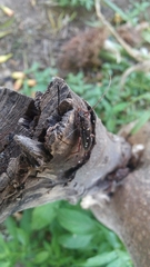 Ambonus interrogationis