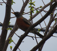 Turdus migratorius