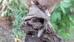 Ambonus interrogationis