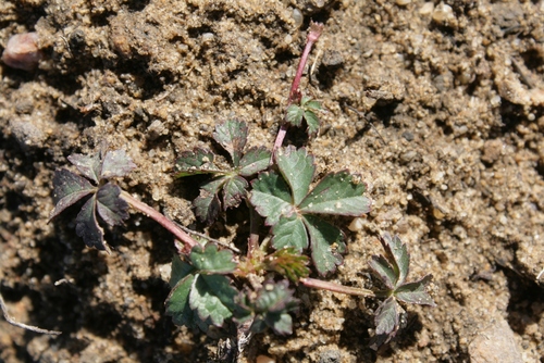 Potentilla image