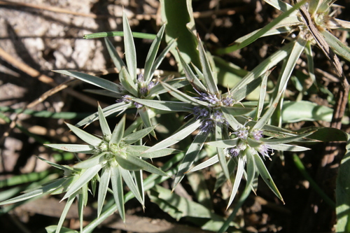 Eryngium pusillum image