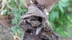 Ambonus interrogationis