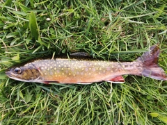 Salvelinus fontinalis image