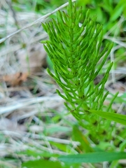Equisetum arvense image