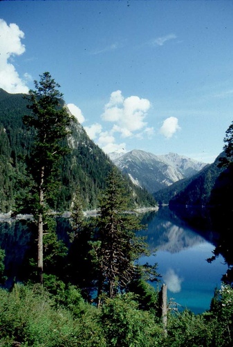Farges's fir (Abies fargesii)