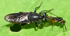 Lampria bicolor