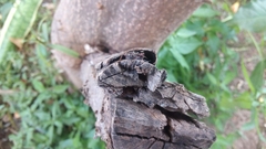 Ambonus interrogationis