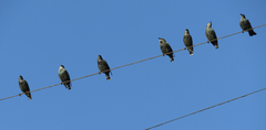 Sturnus vulgaris