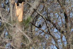 Bubo virginianus virginianus