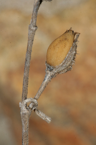 Silene gallica