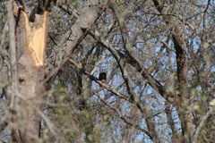 Bubo virginianus virginianus