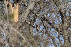 Bubo virginianus virginianus