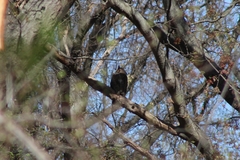 Bubo virginianus virginianus