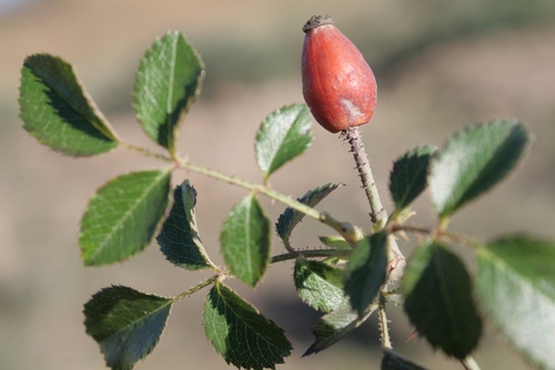 Rosa pouzinii image