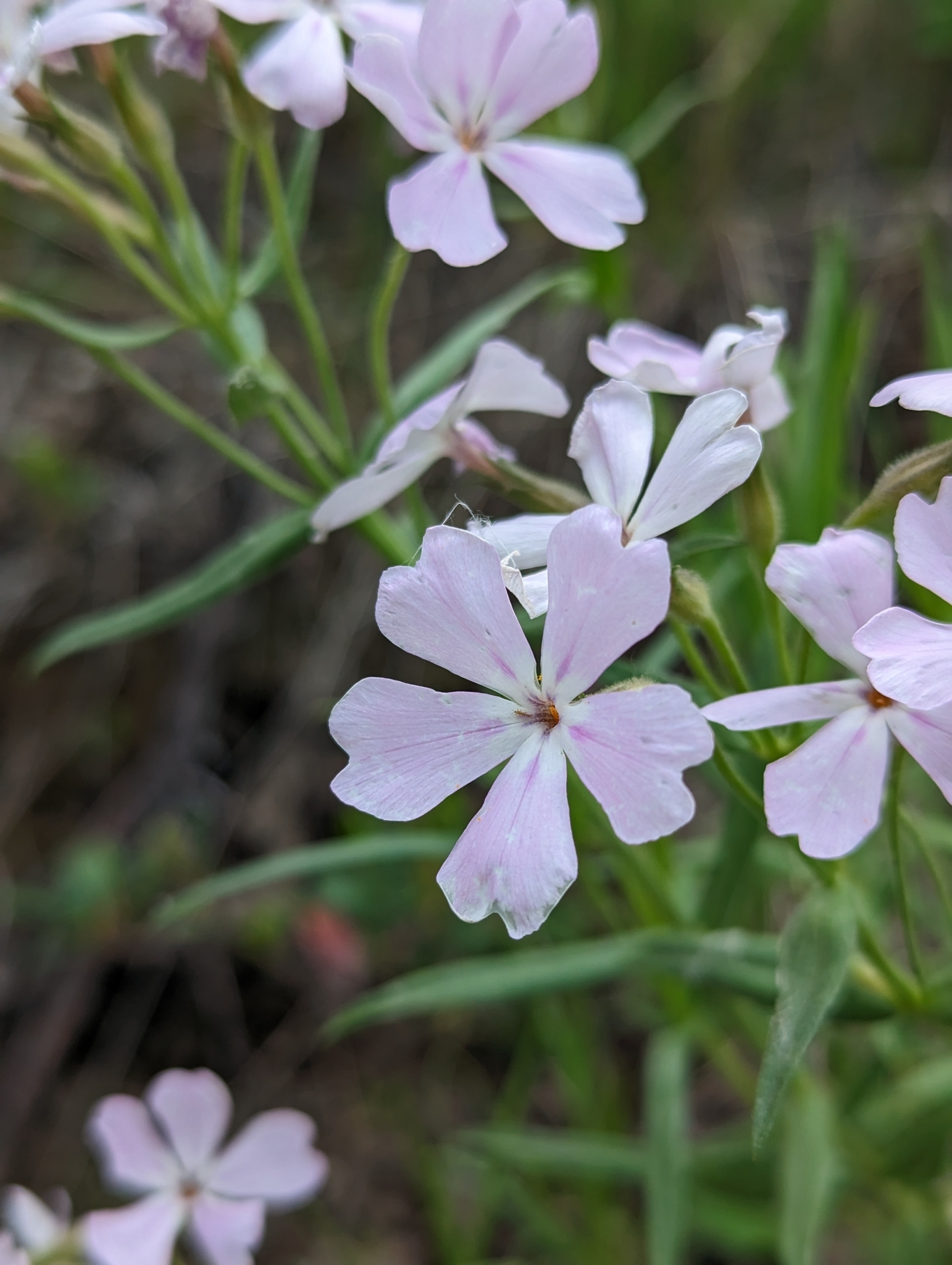 Phlox speciosa