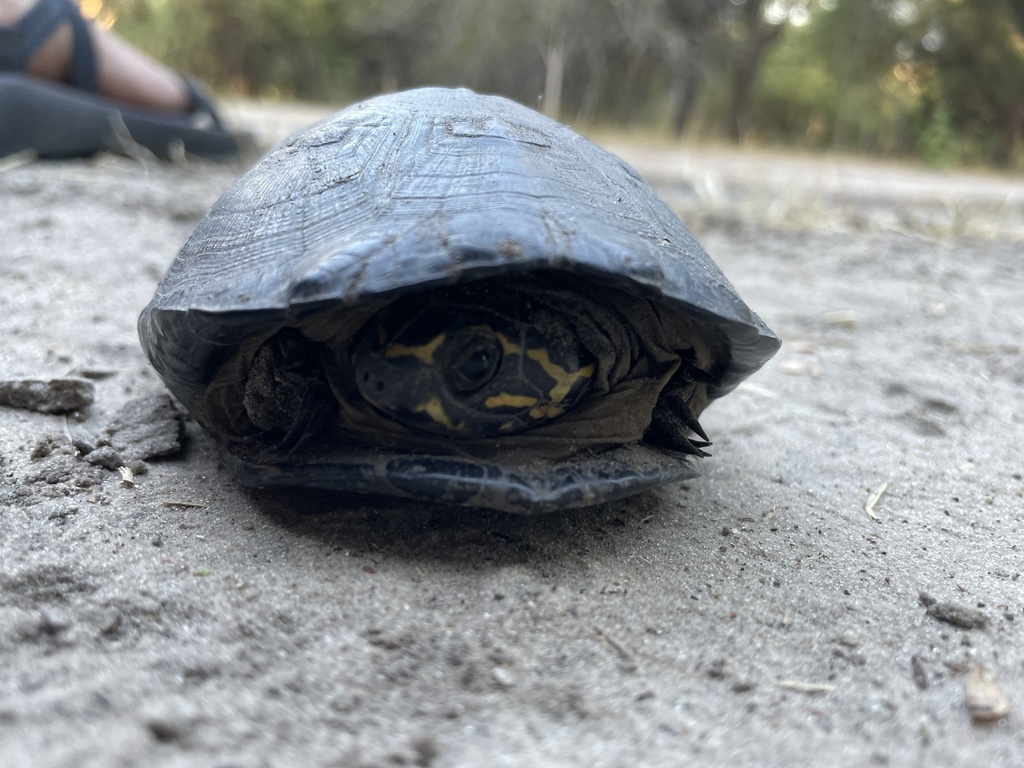 Okavango Mud Turtle from Ngamiland East, BW-NC, BW on May 18, 2023 at ...