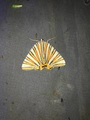Pityeja histrionaria