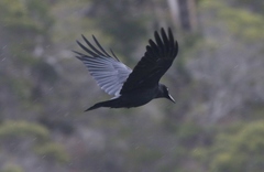 Corvus tasmanicus