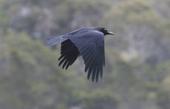 Corvus tasmanicus