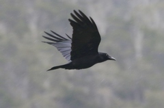 Corvus tasmanicus