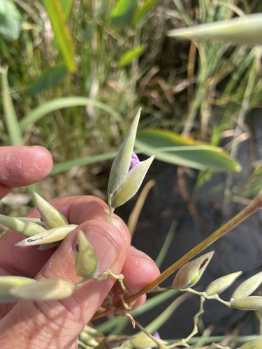 Thalia geniculata image