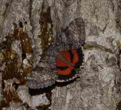 Catocala semirelicta