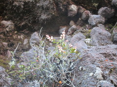 Gaultheria colensoi