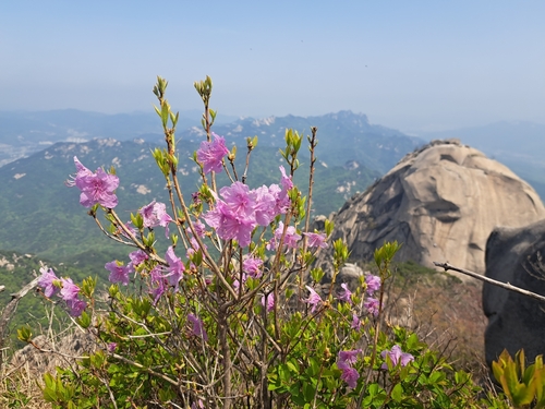 Rhododendron mucronulatum iNat (1)