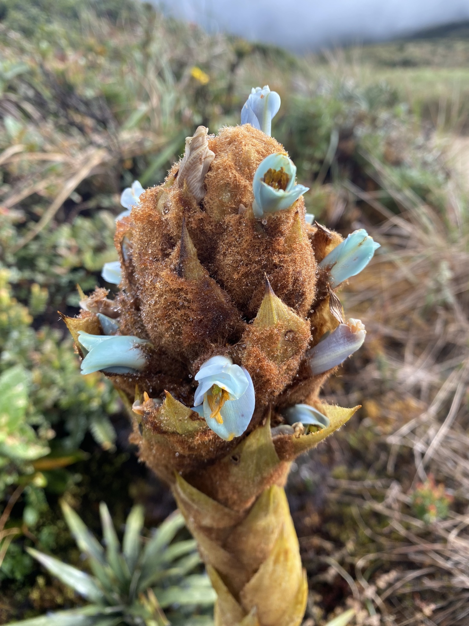 Puya cuevae image