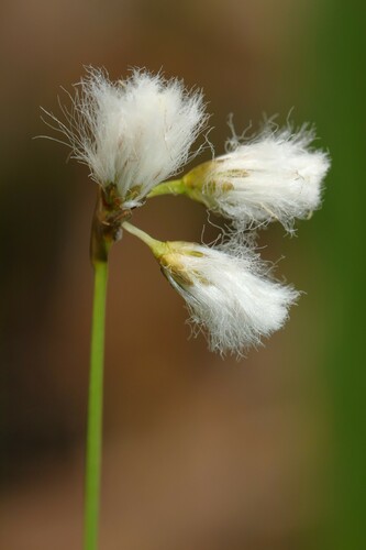 Eriophorum gracile iNat (1)