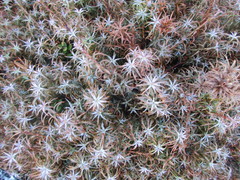 Dracophyllum recurvum