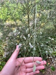 Cytisus striatus image