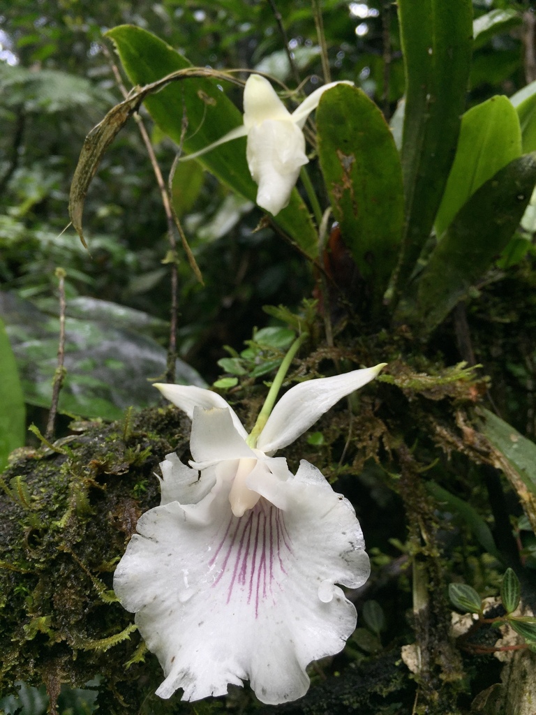 Warczewiczella amazonica