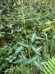 Desmodium uncinatum image