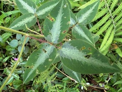 Desmodium uncinatum image