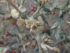 Noaea mucronata