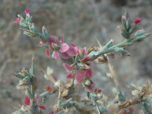 Image of Noaea mucronata by (c) Daniel Cahen, some rights reserved (CC BY)