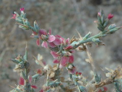 Noaea mucronata