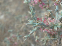 Noaea mucronata