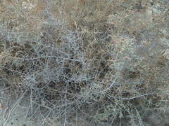 Noaea mucronata