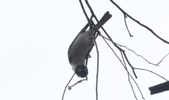 Melithreptus affinis