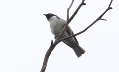Melithreptus affinis
