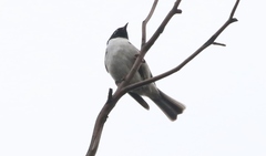 Melithreptus affinis