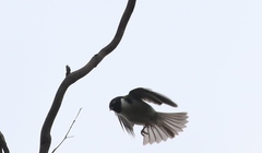 Melithreptus affinis