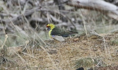 Platycercus caledonicus
