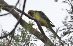 Platycercus caledonicus