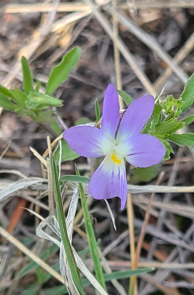violets from Hall Ranch Bitterbrush Trail Lyon Boulder County, CO, USA