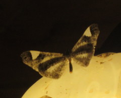 Macrosoma heliconiaria image