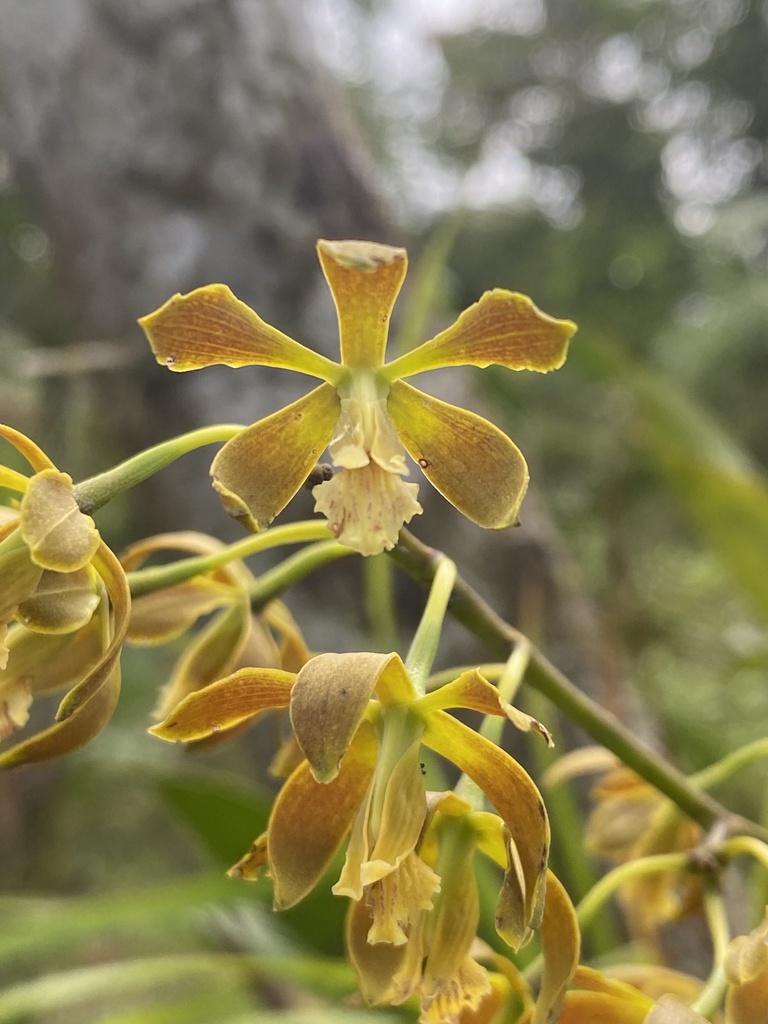 Encyclia thienii Dodson