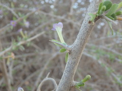 Lycium schweinfurthii